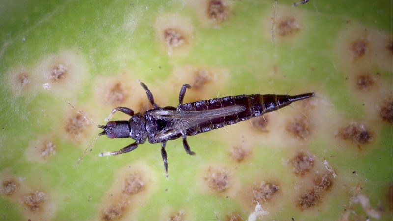 Thrips