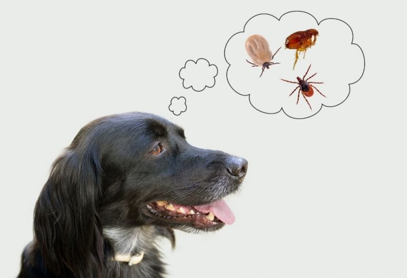 Ticks vs Fleas Are They Related All You Need to Know