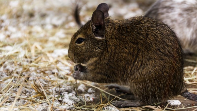 Types of Rodents