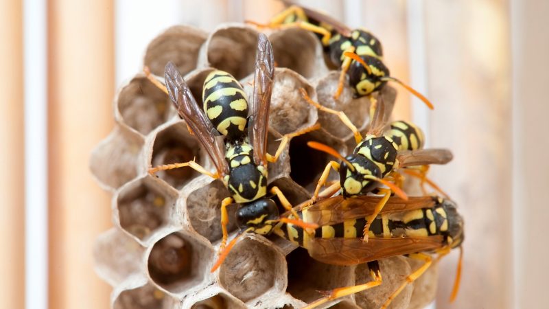 Wasp Life Cycle