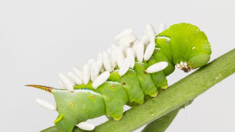 What Animals Eat Tomato Hornworms