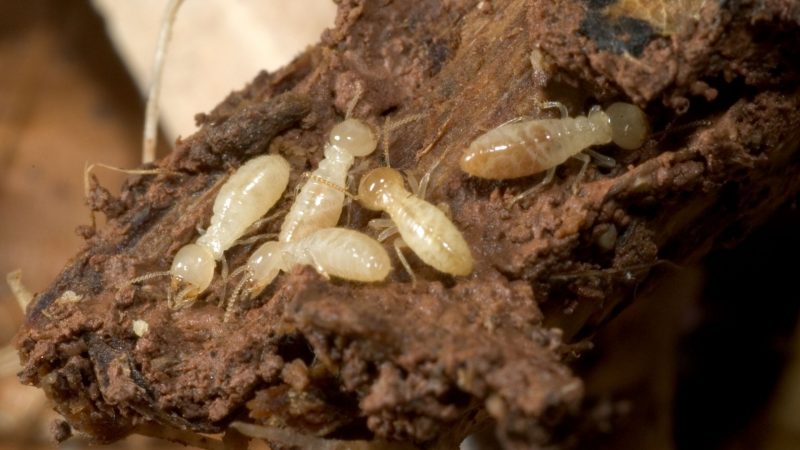 What Are Termite Larvae