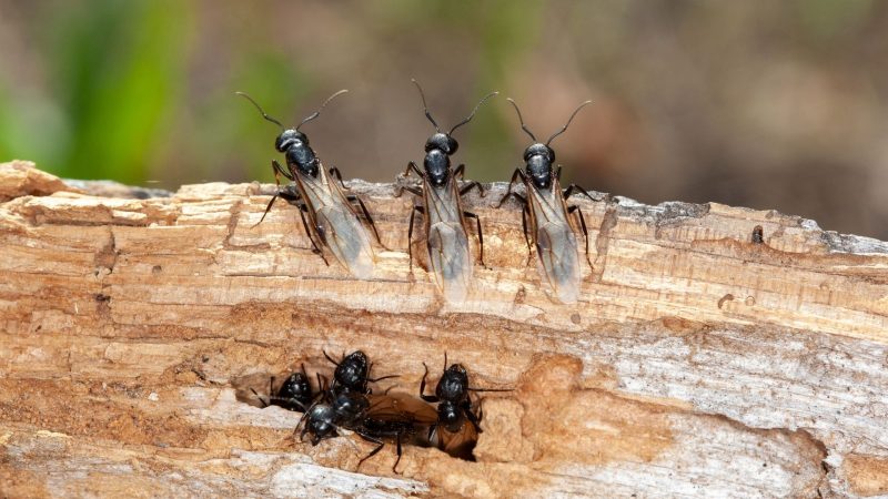 What Are These Ants With Wings