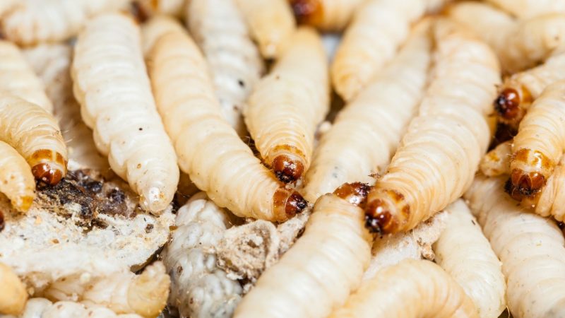 small white worms in kitchen sink