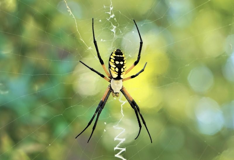 What Are Zipper Spiders and How To Control Them