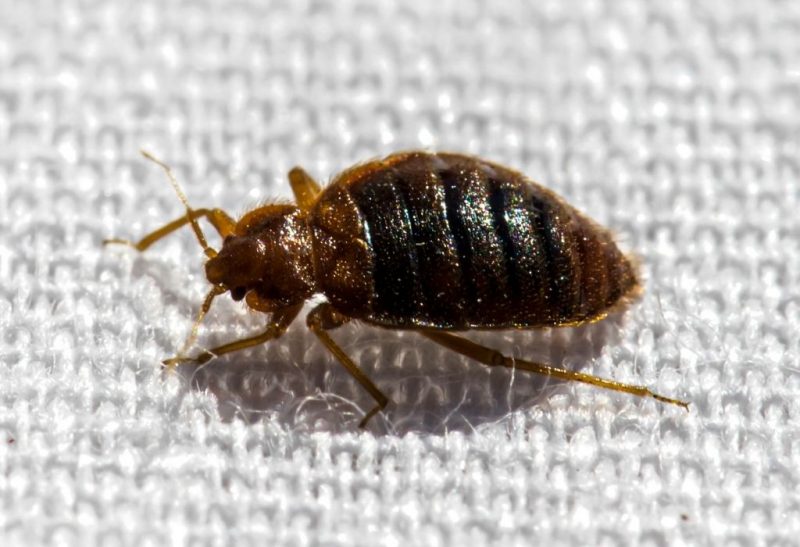 What Are the Best Bed Bug Traps