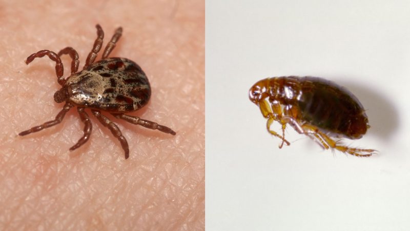 What Are the Distinct Differences Between Ticks and Fleas