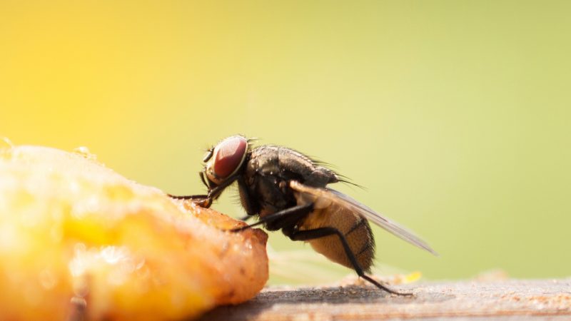 What Attracts Flies in Your House