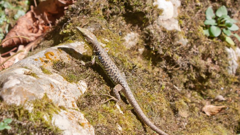 What Attracts Lizards to Your Yard