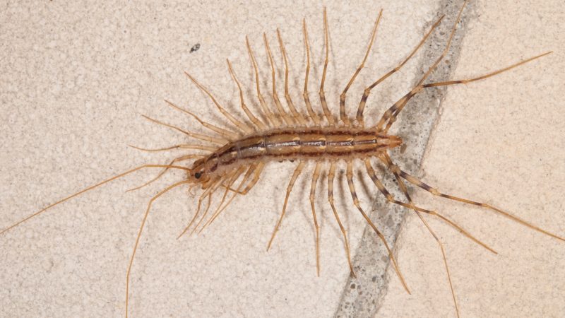 What Causes Centipedes in the House