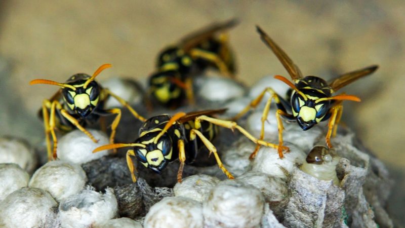 What Causes Wasps to Attack
