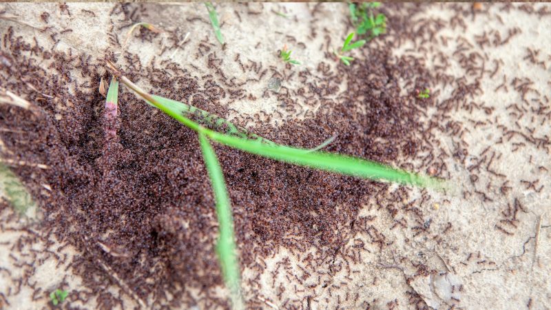 What Damage Do Little Black Ants Cause