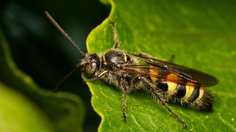  À quoi ressemblent les abeilles moulues 