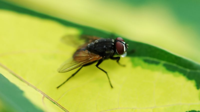 What Do House Flies Look Like