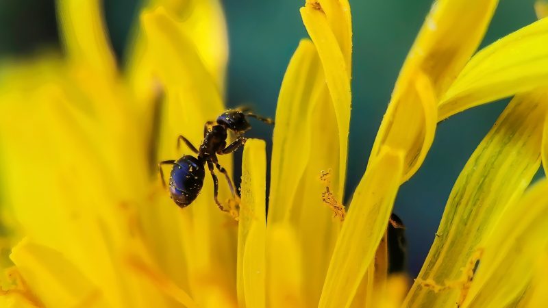 What Do Little Black Ants Eat