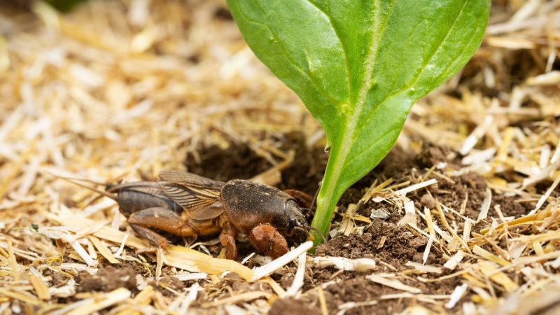 Mole Crickets | Identification, Habitat, and Control - Pest Samurai