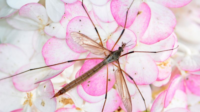 comedores de mosquitos | ¡Datos que debe saber!