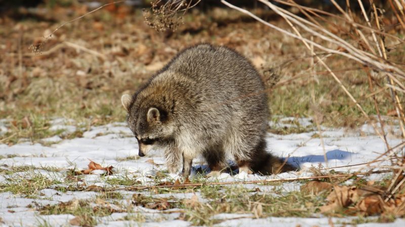 hoe klinken hondsdolle wasberen als