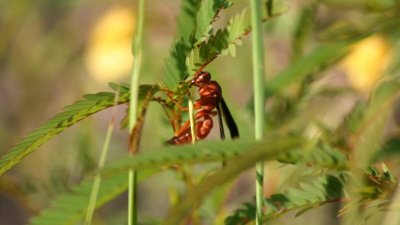 What Do Red Wasps Eat