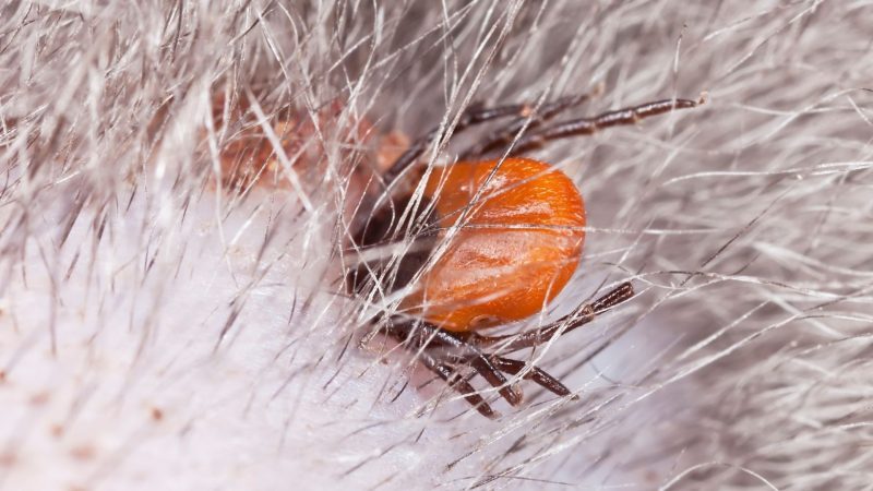 What Do Ticks and Bed Bugs Feed