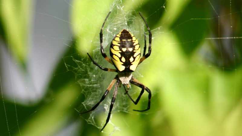 What Do Zipper Spiders Look Like