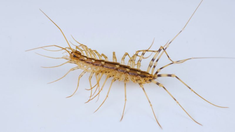 What Does a Household Centipede Look Like