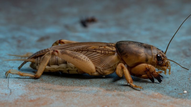 What Does a Mole Cricket Look Like