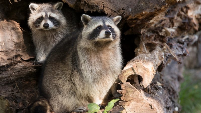 What Does a Raccoon Nest Looks Like