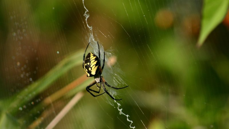 What Exactly Are Zipper Spiders