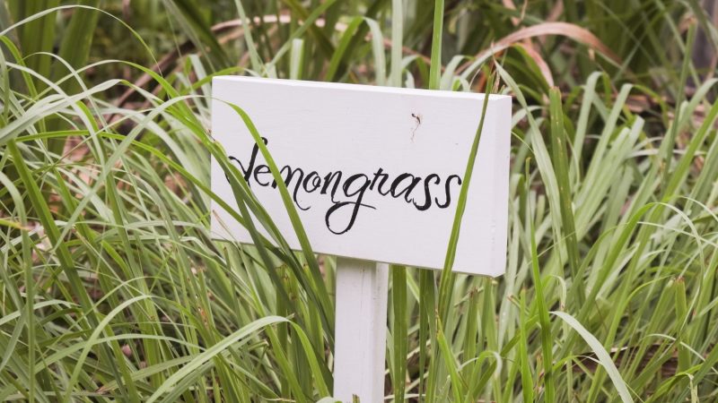 What Is Lemongrass