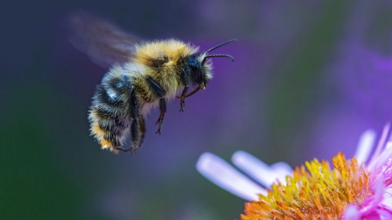 What Is Special About Bumblebees