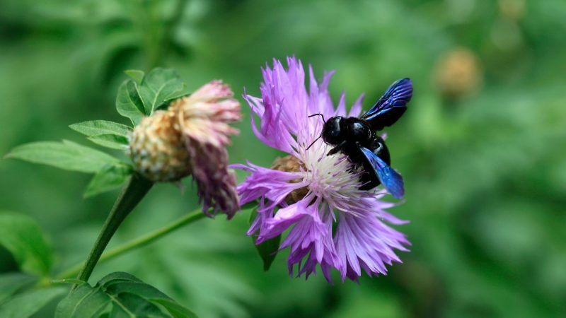 What Is Special About Carpenter Bees