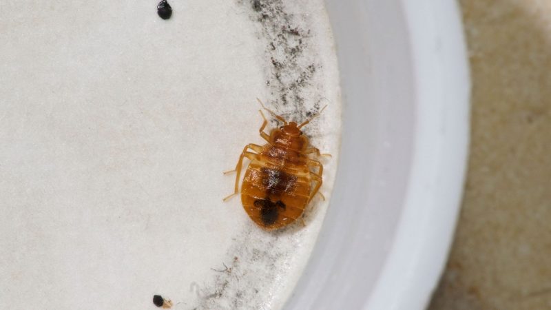 What Is a Bed Bug Trap