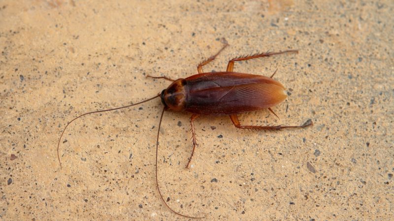 What Is a Cockroach