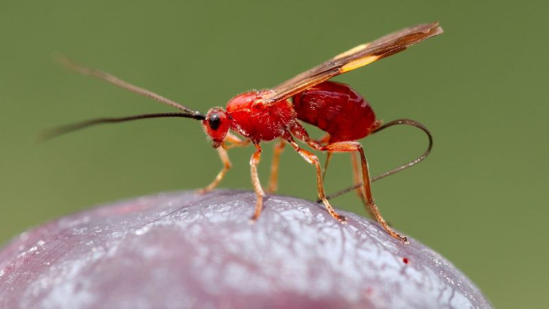 What Is a Red Wasp and What Are They Attracted To