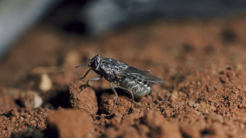 What Is a Tsetse Fly