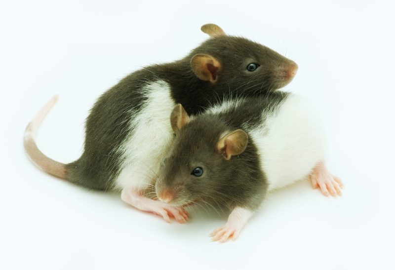 What Is the Best Way to Exterminate Rats and Mice