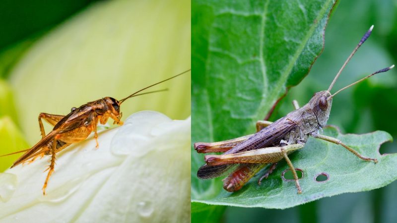 What Is the Difference Between a Cricket and a Grasshopper