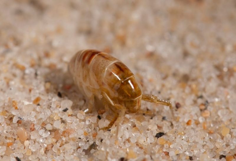What Is the Natural Way to Get Rid of Sand Fleas
