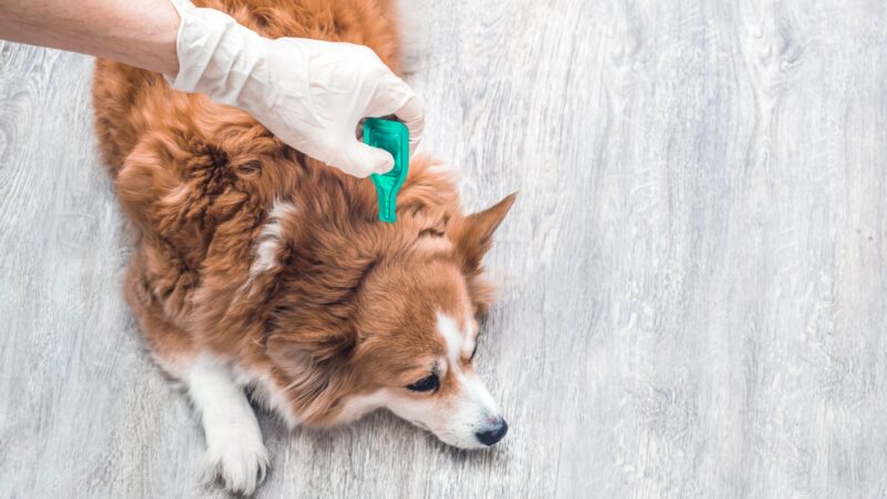 What Is the Safest Flea and Tick Treatment for Dogs