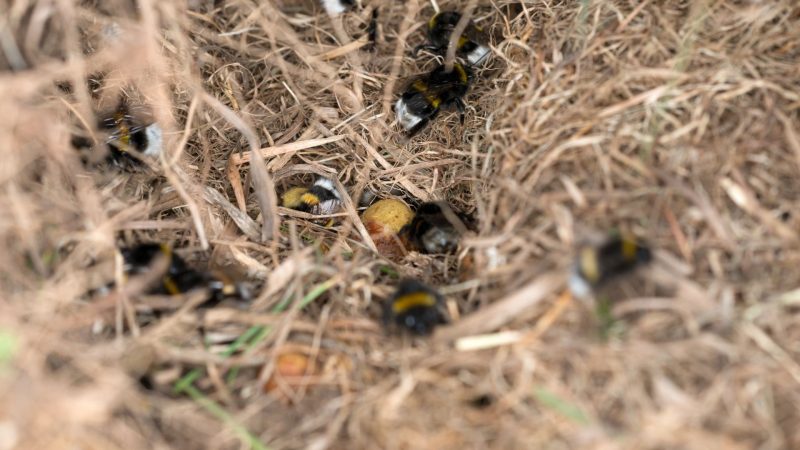  Qué Tipo de abejas Viven en el suelo