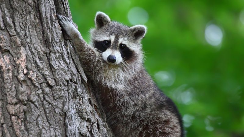 What Sounds That Scare Raccoons Away