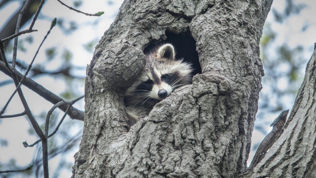 What Time of Year is Raccoon Nesting Season