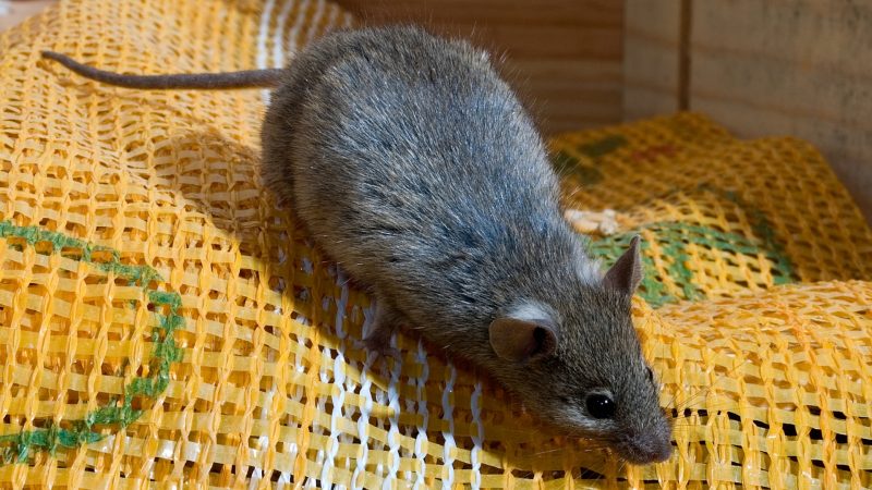 What to Do if You Found a Mouse in Your Room