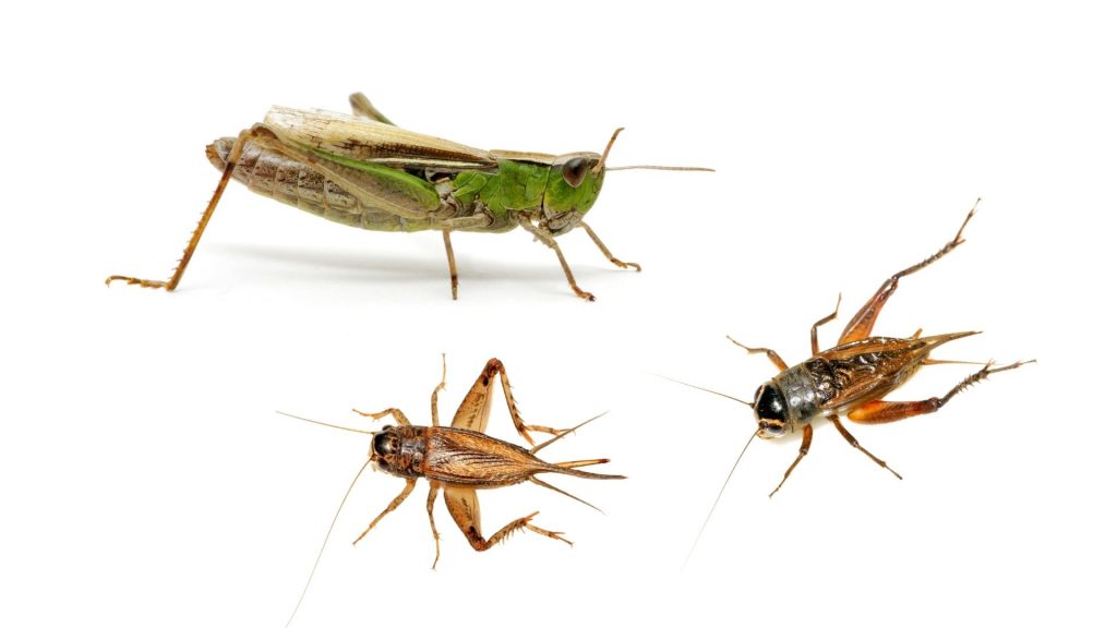 What’s the Difference Between Grasshoppers and Crickets