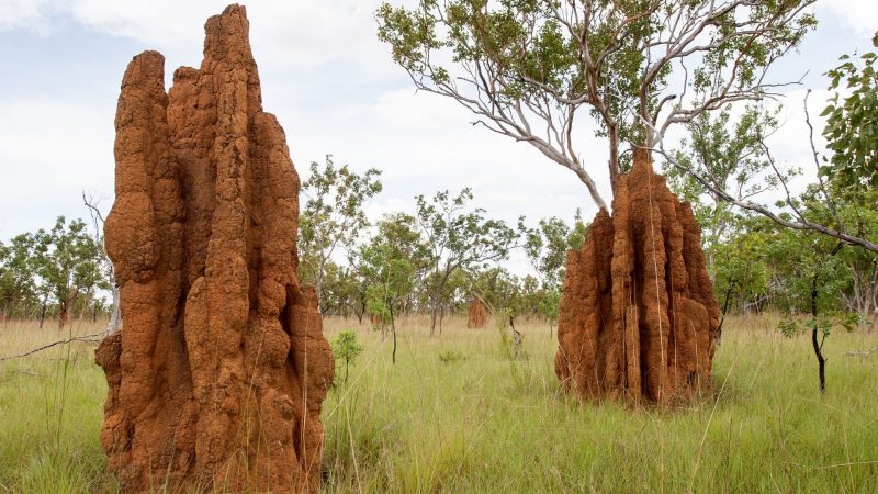 Where Can Termite Larvae Be Usually Found