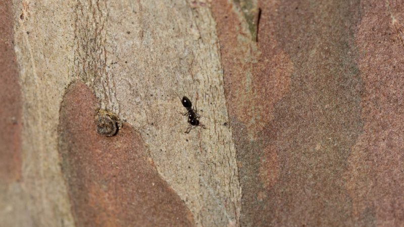Where Can You Find Little Black Ants