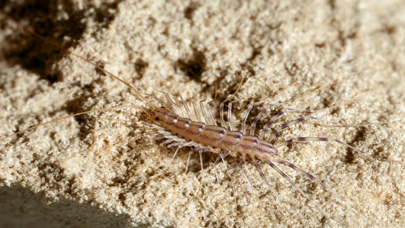 Where Do House Centipedes Come From