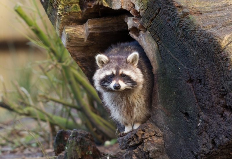 Where Do Raccoons Nest