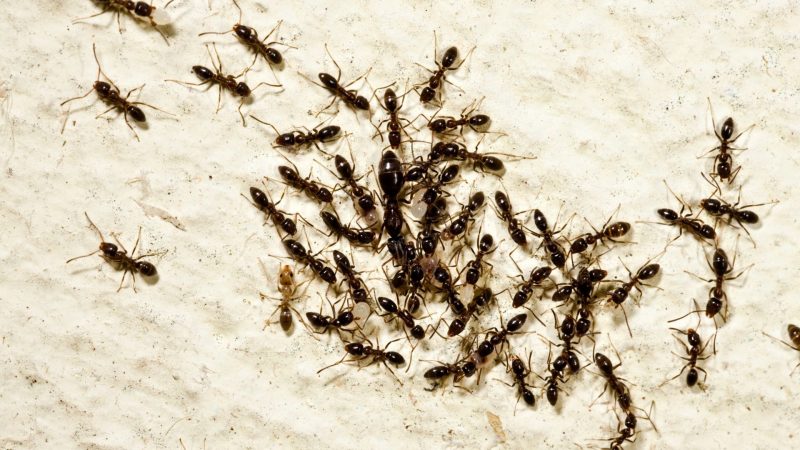 Why Do Ants Kill Their Queen